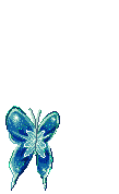 Papillon 01