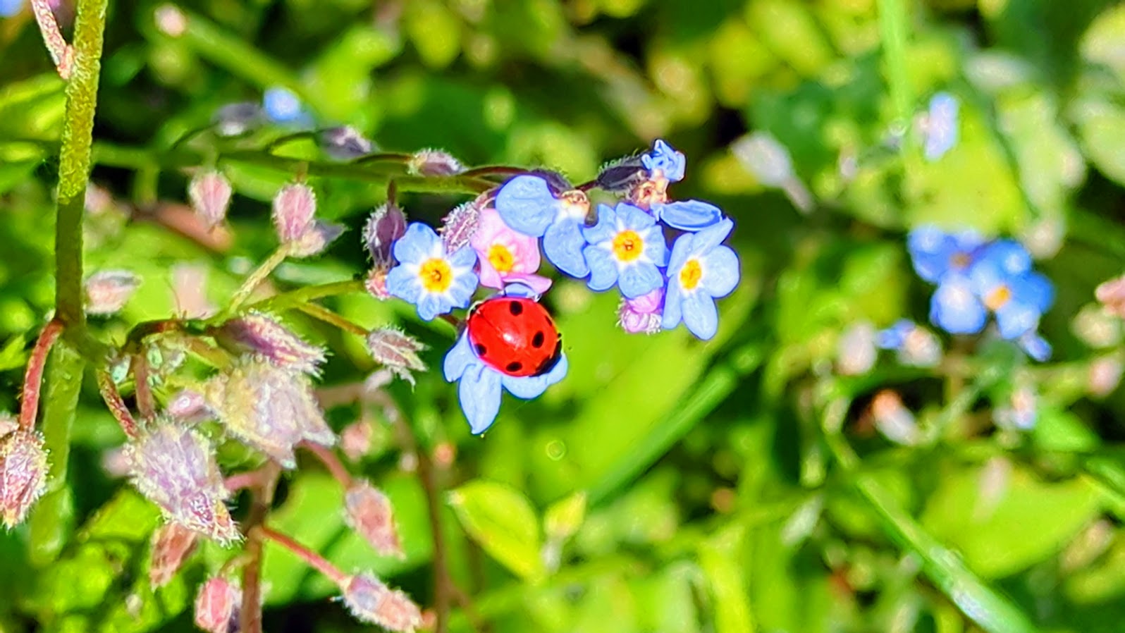 Les coccinelles : petits scarabées de légende et symboles de chance